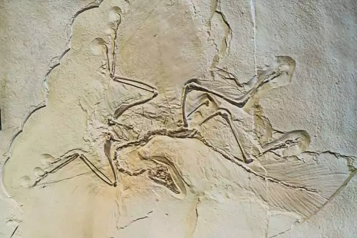 Fossil of Archaeopteryx