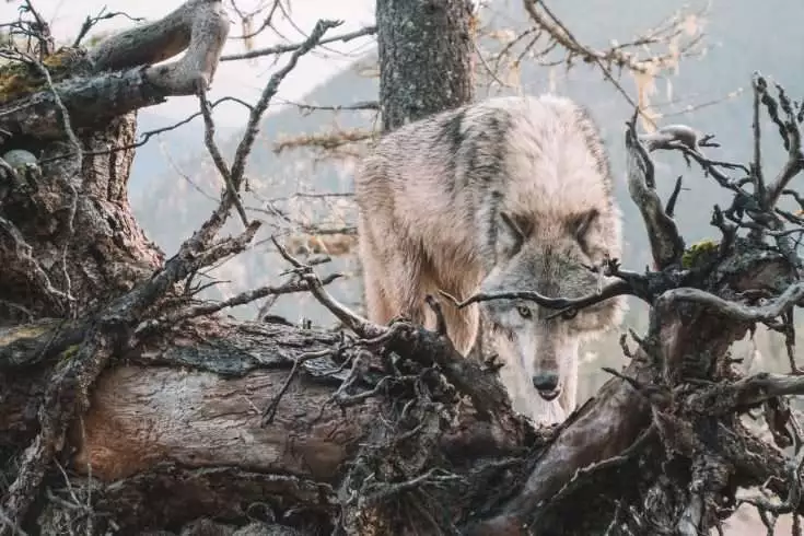 9 Startling Wolf Facts That Will Leave You Stunned 5
