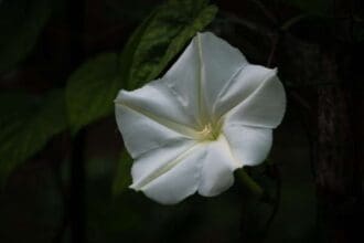 flowers that bloom at night