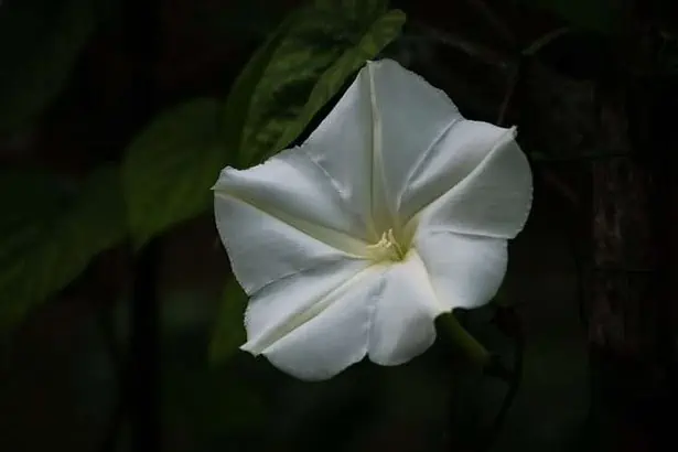 flowers that bloom at night