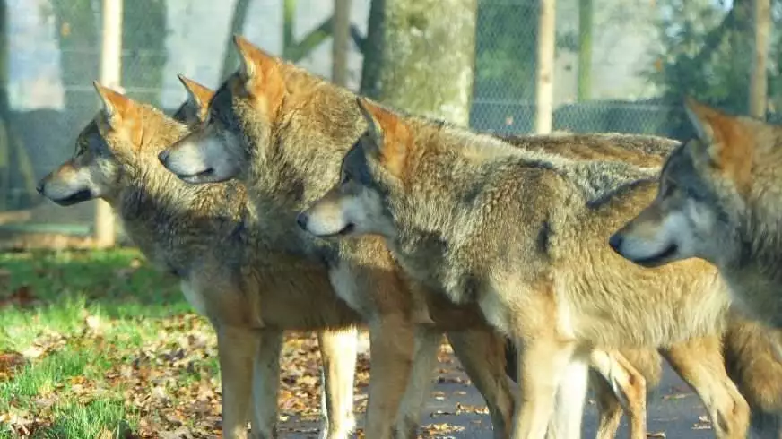 9 Startling Wolf Facts That Will Leave You Stunned 6