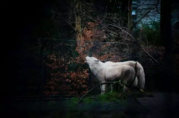 9 Startling Wolf Facts That Will Leave You Stunned 2