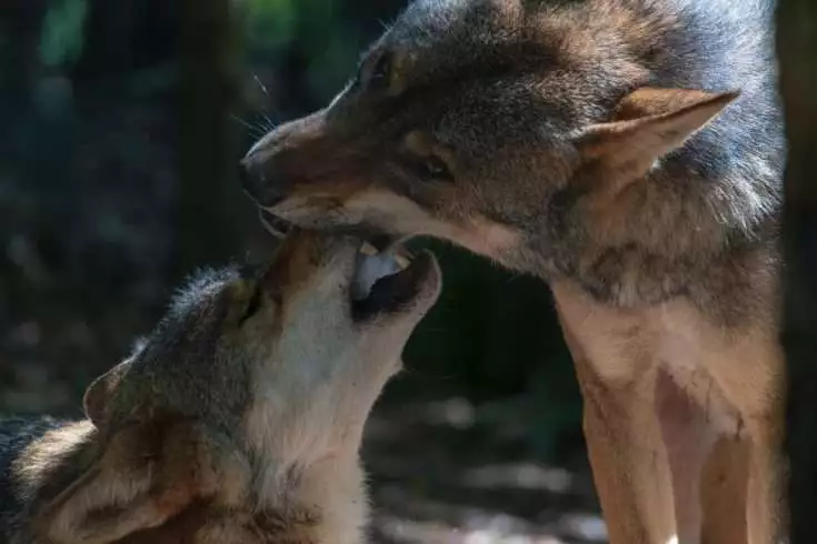 9 Startling Wolf Facts That Will Leave You Stunned 4