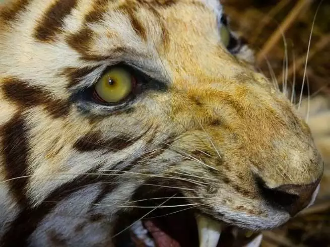 endangered tiger