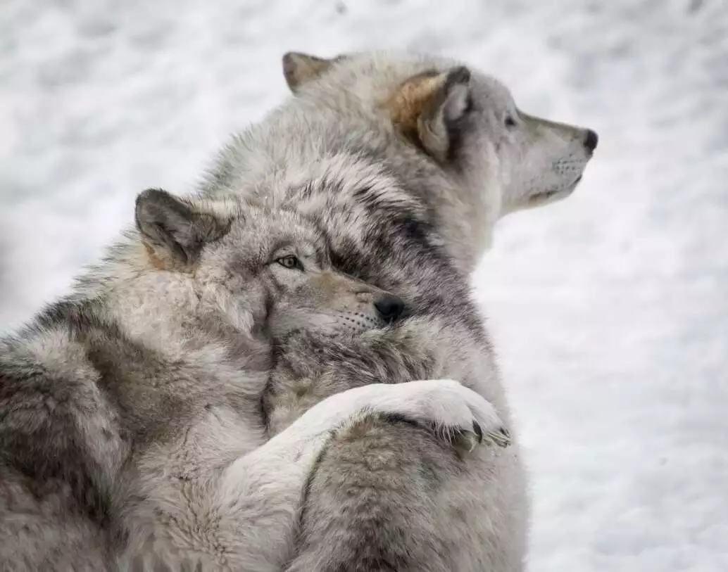 wolf facts