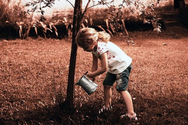 Afforestation