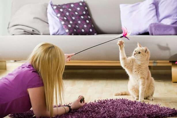 25 Fun facts about cats