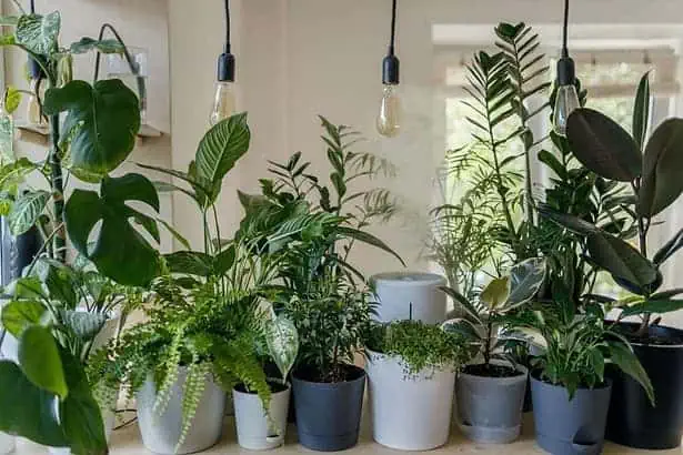 Types of houseplants