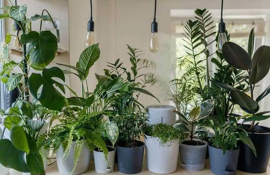 30 Best Types of Houseplants You Should Definitely Know About 1 Types of houseplants