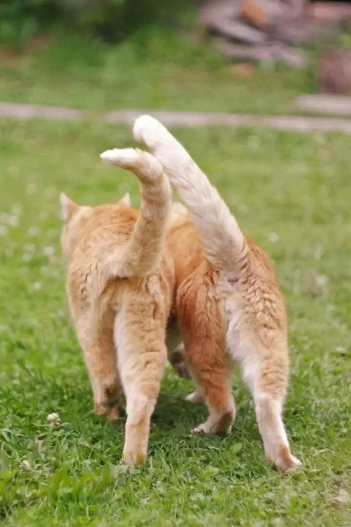 The tail accounts for around 10% of all the cat's bones.
