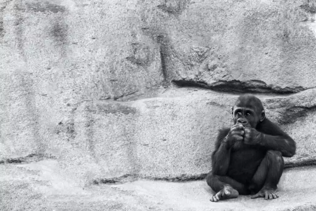 When gorillas are overjoyed, they burp!