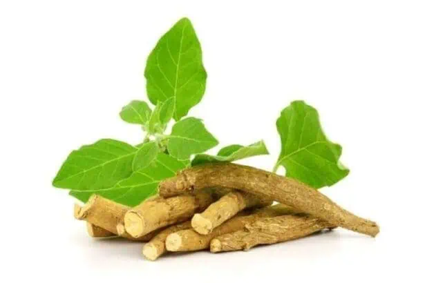 Ashwagandha Benefits for Women: 11 Best Health Benefits 4