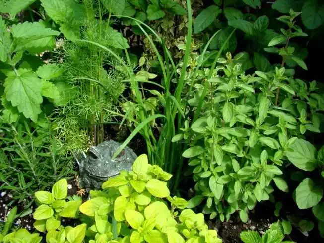 13 Types of Herbs: Their Uses and Importance 3 types of herbs