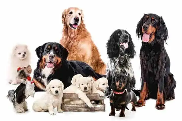 The Best 25 Fun Facts About Dogs 2