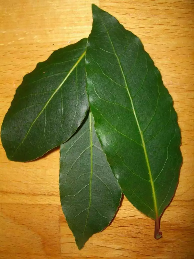 13 Types of Herbs: Their Uses and Importance 14 13 Types of Herbs: Their Uses and Importance 13