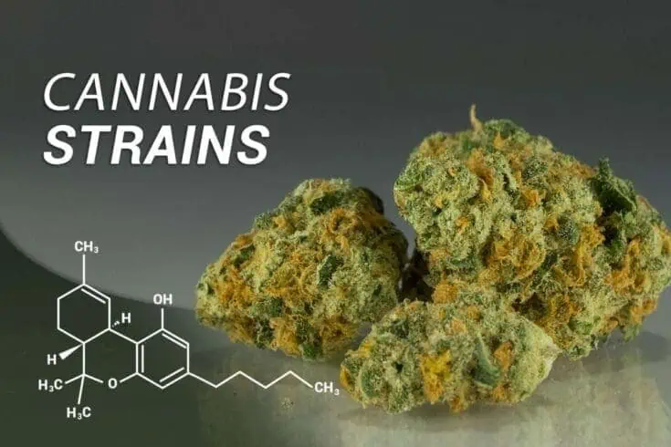 What makes some cannabis strains turn purple? 2 What makes some cannabis strains turn purple? 1