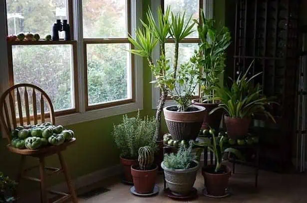 Easy to Grow Houseplants