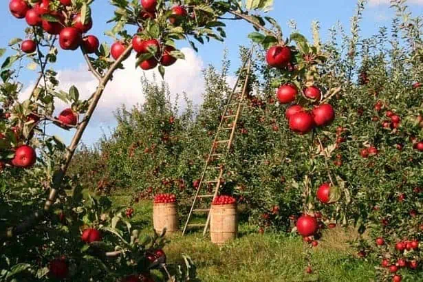 Things to do in Srinagar. trees