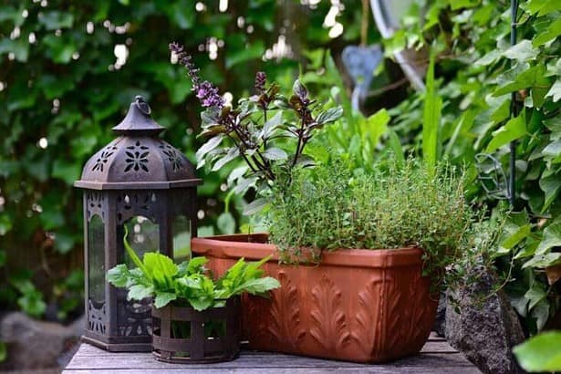 indoor herb garden