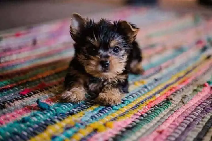 Which Is The Best Puppy Shampoo: Top 9 Picks 1 best puppy shampoo
