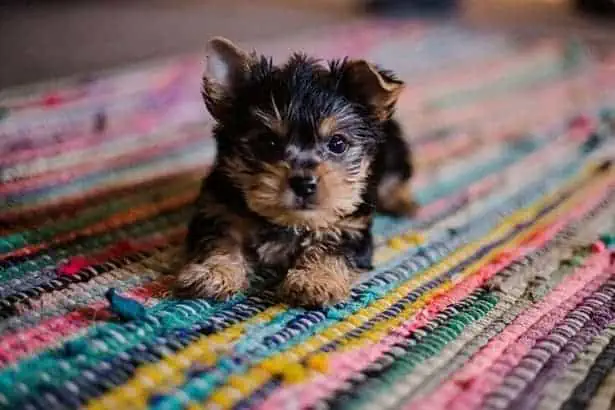 best puppy shampoo