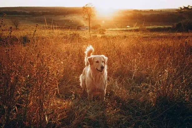 10 Interesting Golden Retriever Facts
