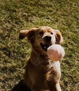 golden retriever can hardly be lazy