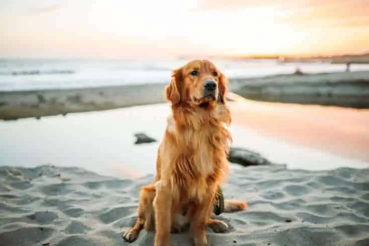 Golden Retriever Facts