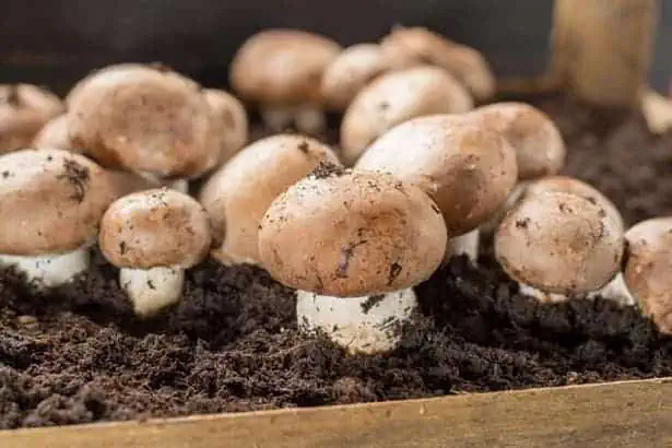 How to Grow Mushrooms- An Impressive Guide (2022) 7