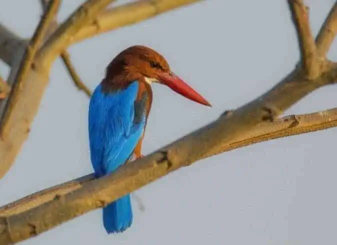 Things to Do in Mysore: 18 Exciting Ideas 9 bird sanctuary