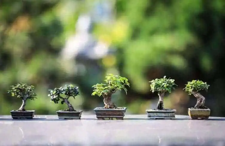 Things to Do in Mysore: 18 Exciting Ideas 7 bonsai plants