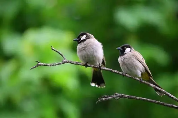 What To Feed A Baby Bird: An Informative Guide 6