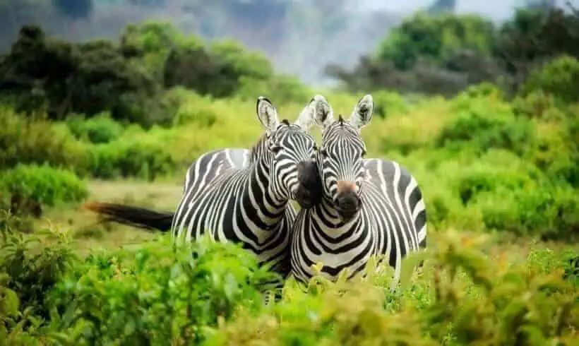 Things to Do in Mysore: 18 Exciting Ideas 3 zoo
