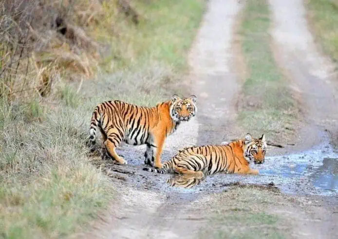 Things to Do in Mysore: 18 Exciting Ideas 10 Tiger