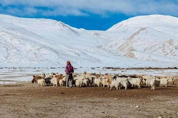 20 Thrilling Things To Do In Leh On Your Next Trip 17