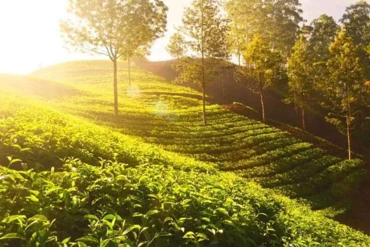 things to do in Darjeeling