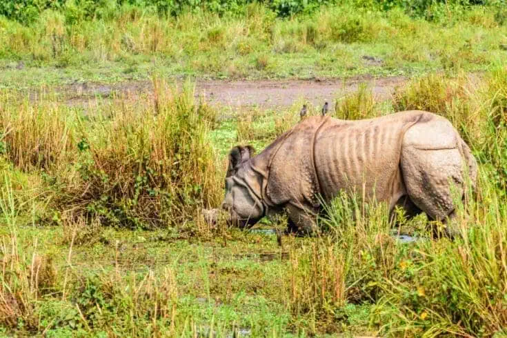 one horned rhinoceros