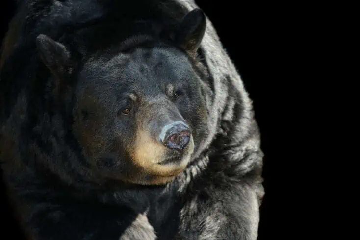 American Black Bear: Everything You Need to Know 2