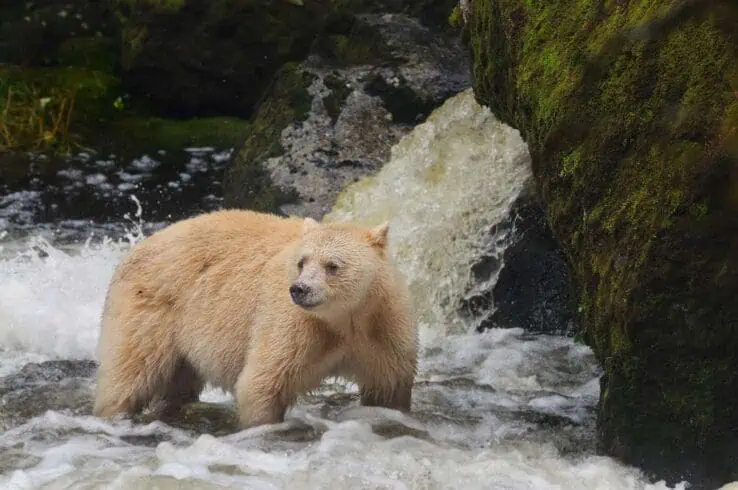 american black bear