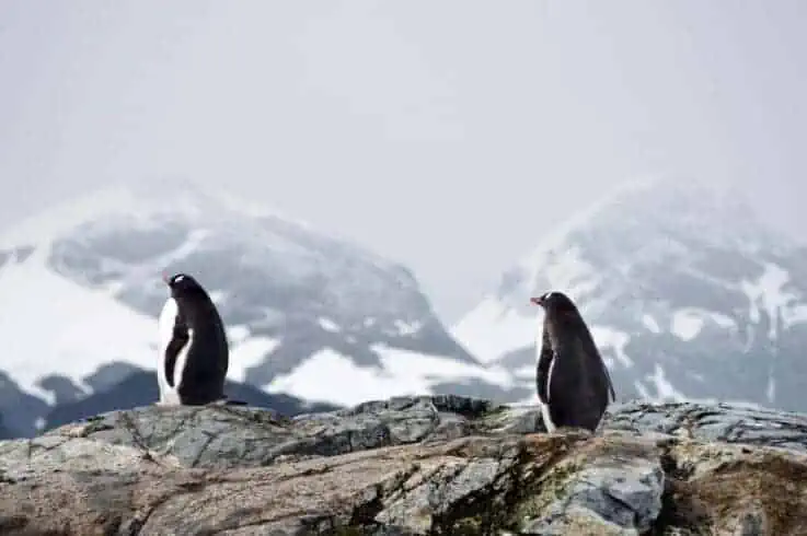 The Top 14 Most Startling Facts About Antarctica 2 Facts About Antarctica