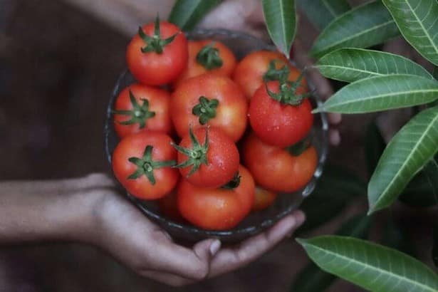 A Guide Through La Tomatina Festival 2022 2
