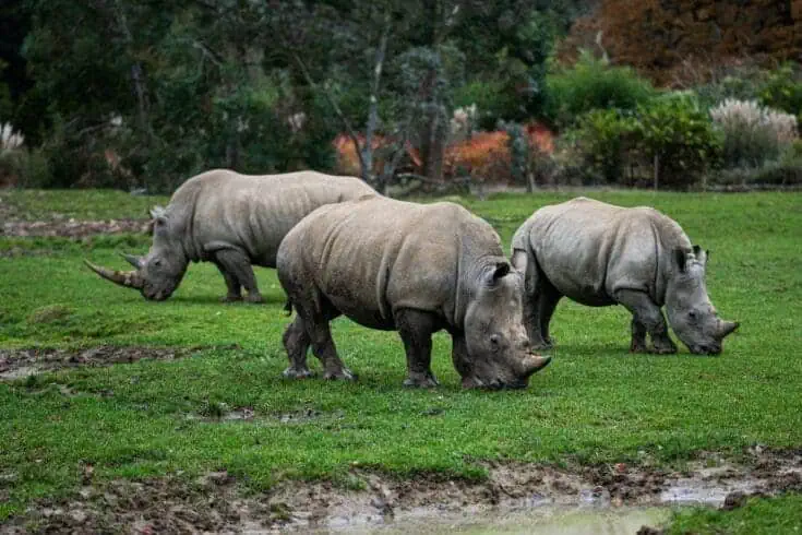 Rhino