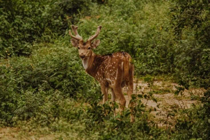 8 Unique Things To Do In Dalhousie 4 Things To Do In Dalhousie