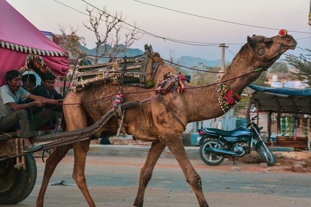 things to do in pushkar