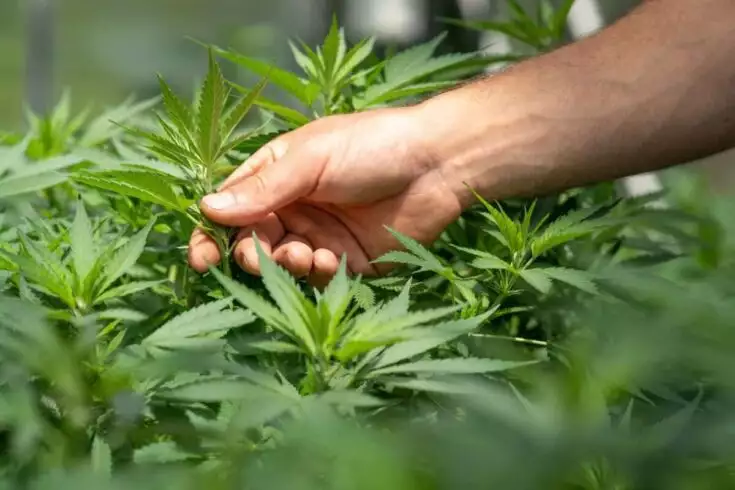 How To Select The Best Cannabis Products For You 1 most addictive drug