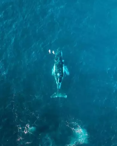 20 Fun Facts About The Ocean to Know 5