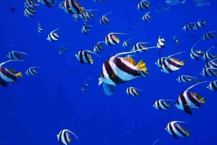 Snorkelling