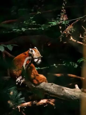 Red Panda Facts