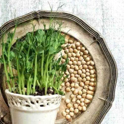 how to gain weight on a vegan diet