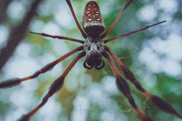 Big Spiders in Australia